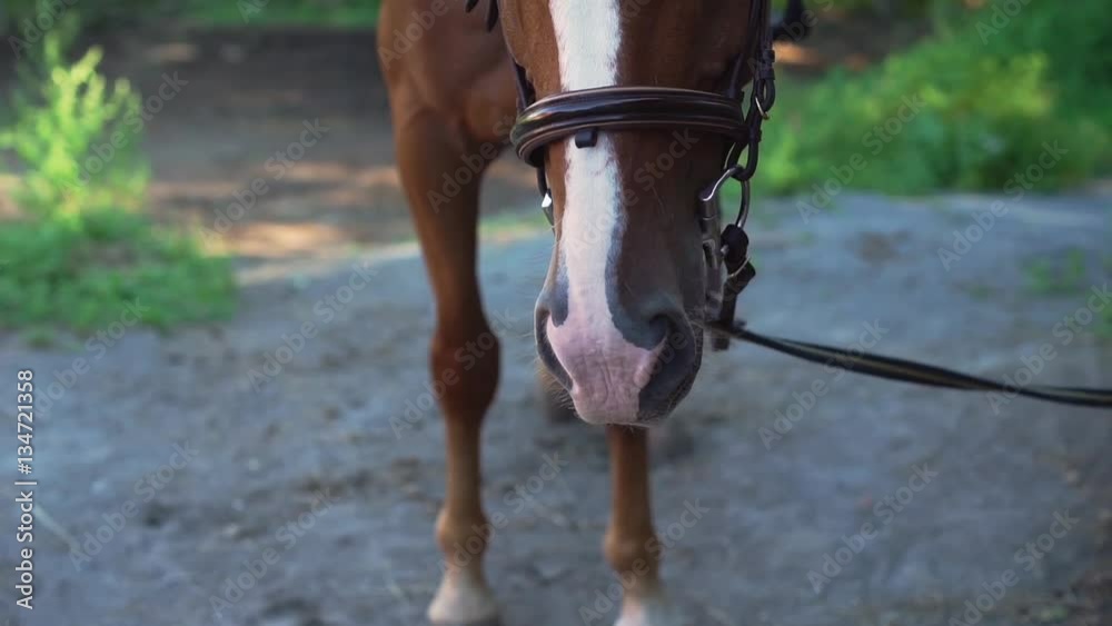 brown horse with white band. Rider puts on reins on it. Getting ready for a ride
