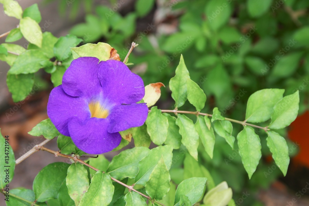 Close up flower purple Thunbergia erecta (Benth.) Anderson Close up flower purple Thunbergia erecta (Benth.) Anderson