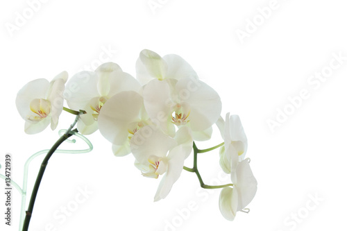 white orchid wedding on a white background 5 © JAN
