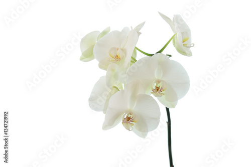 white orchid wedding on a white background 3