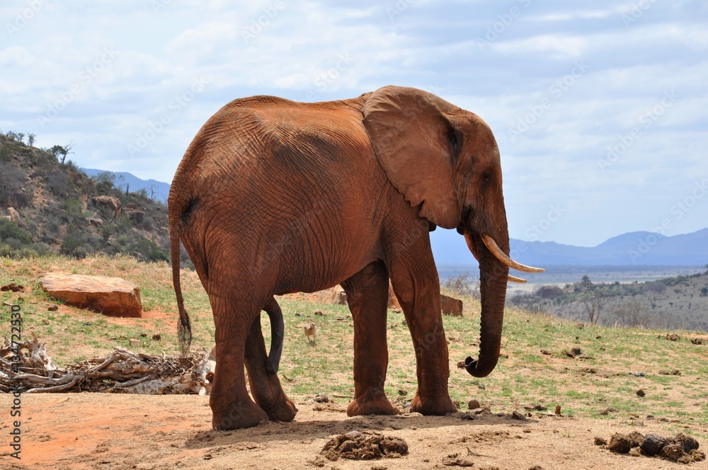 Fototapeta premium elefante