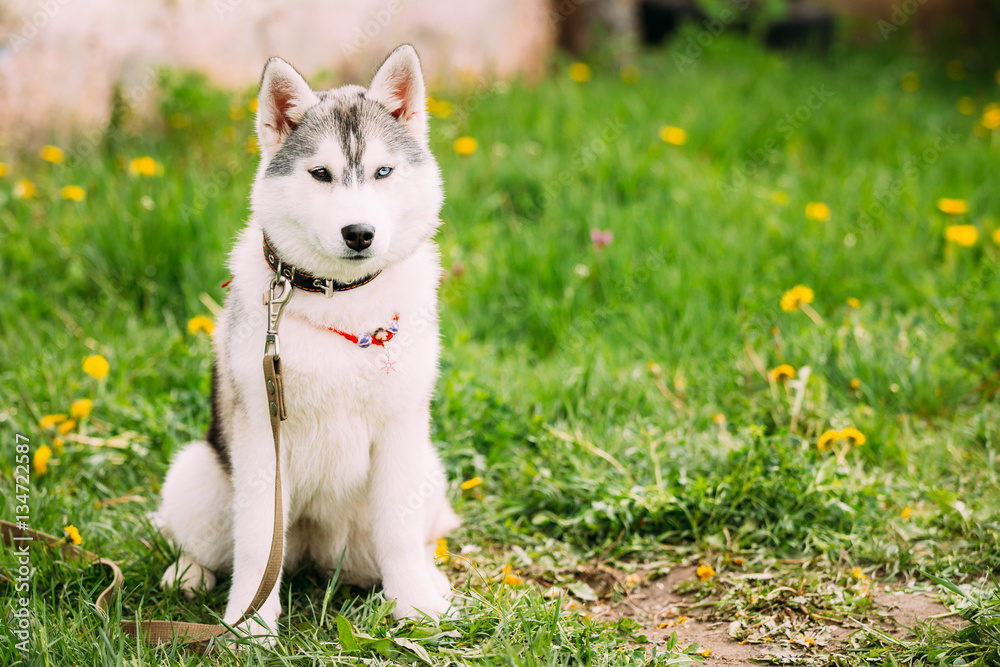 Young Husky Puppy Dog Sit In Green Grass In Summer Park Outdoor. Young Husky Puppy Dog Sit In Green Grass In Summer Park Outdoor.