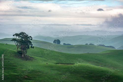 green pasture