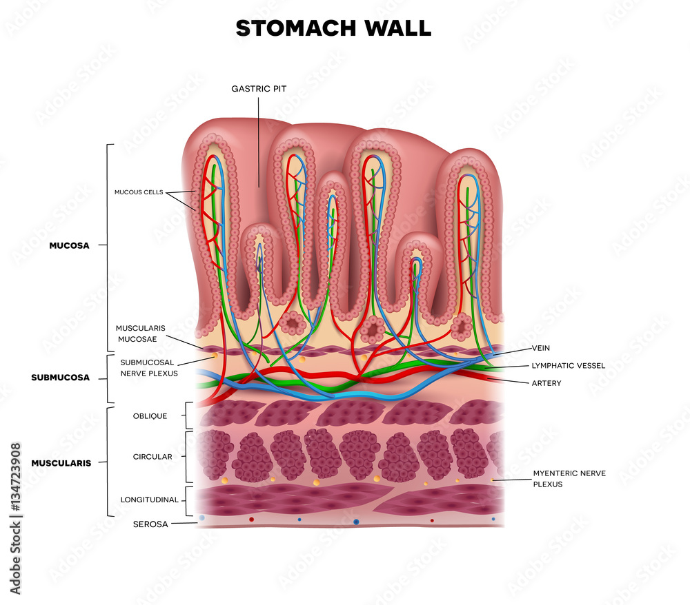 Stomach wall layers detailed anatomy, beautiful colorful drawing Stock