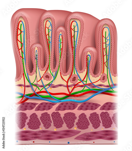 Stomach wall layers detailed anatomy, beautiful colorful drawing on a white background