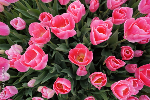 Pink Tulips for Valentine s Day