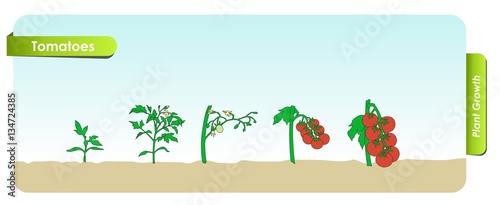        Tomatoes grows from the seed stage plant growing