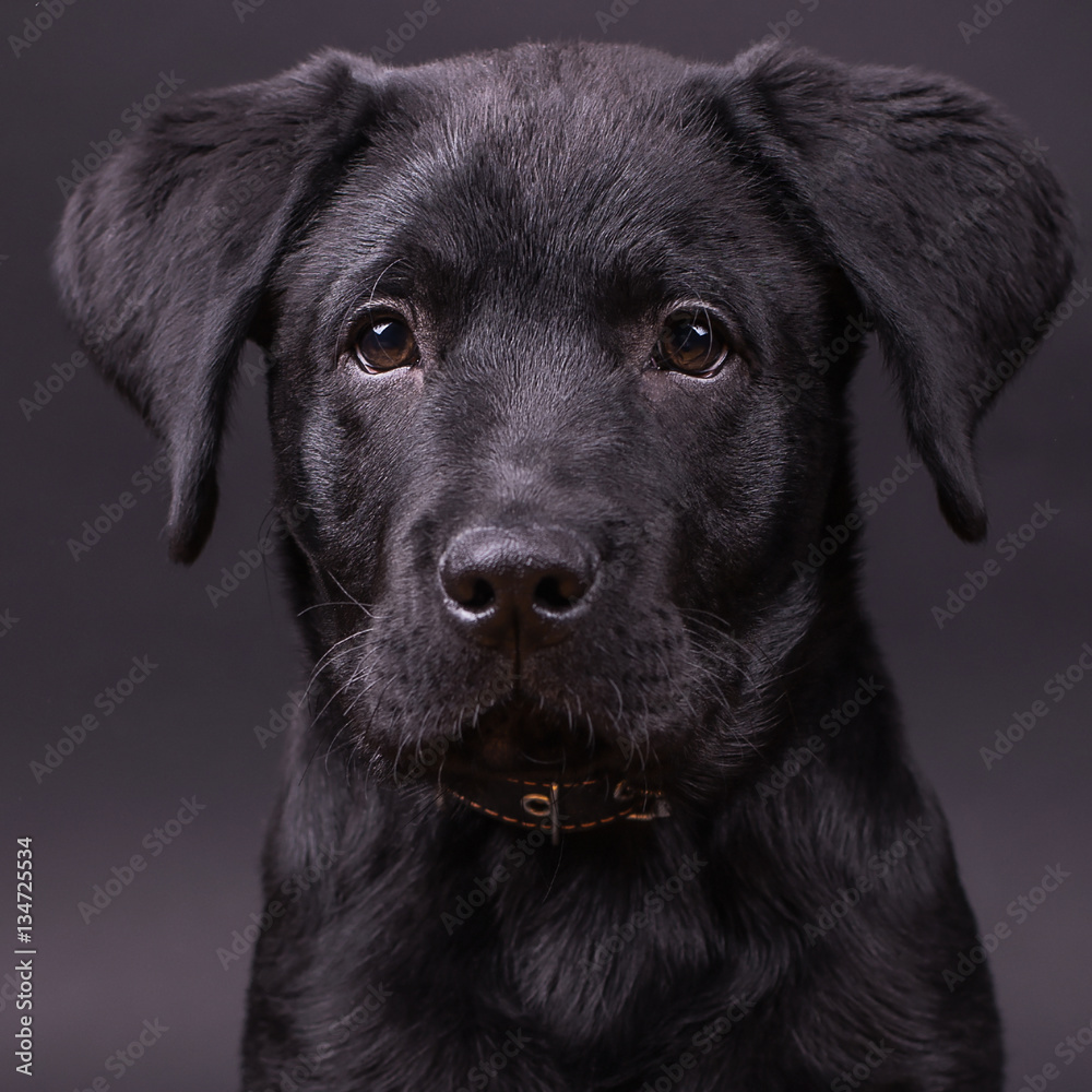 Labrador retriever puppy, dogs, black background Labrador retriever puppy, dogs, black background