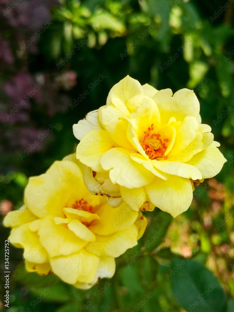 Close-up of yellow rose flower blossoming in the garden, Thailand, on green background Close-up of yellow rose flower blossoming in the garden, Thailand, on green background