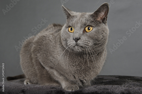 chat chartreux photo