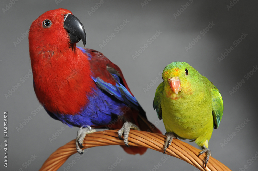perroquet rouge et bleu et perruche Photos | Adobe Stock