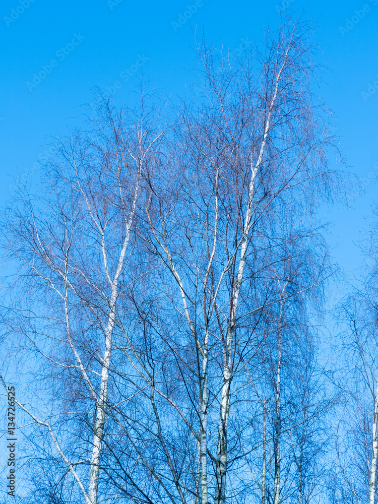 Silver birch trees on a sunny blue winters day in a park in Manchester Silver birch trees on a sunny blue winters day in a park in Manchester