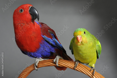 Perroquet Rouge Et Bleu Et Perruche Stock Photo Adobe Stock