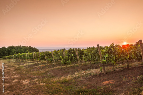 Summer Grape field at dawn