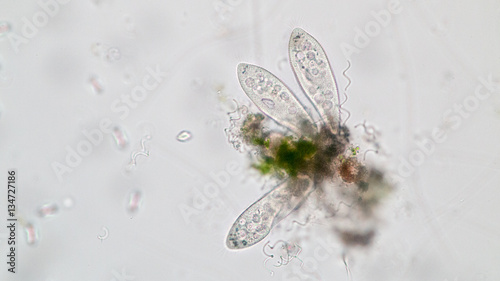 Obraz na plátně Paramecium caudatum is a genus of unicellular ciliated protozoan and Bacterium under the microscope