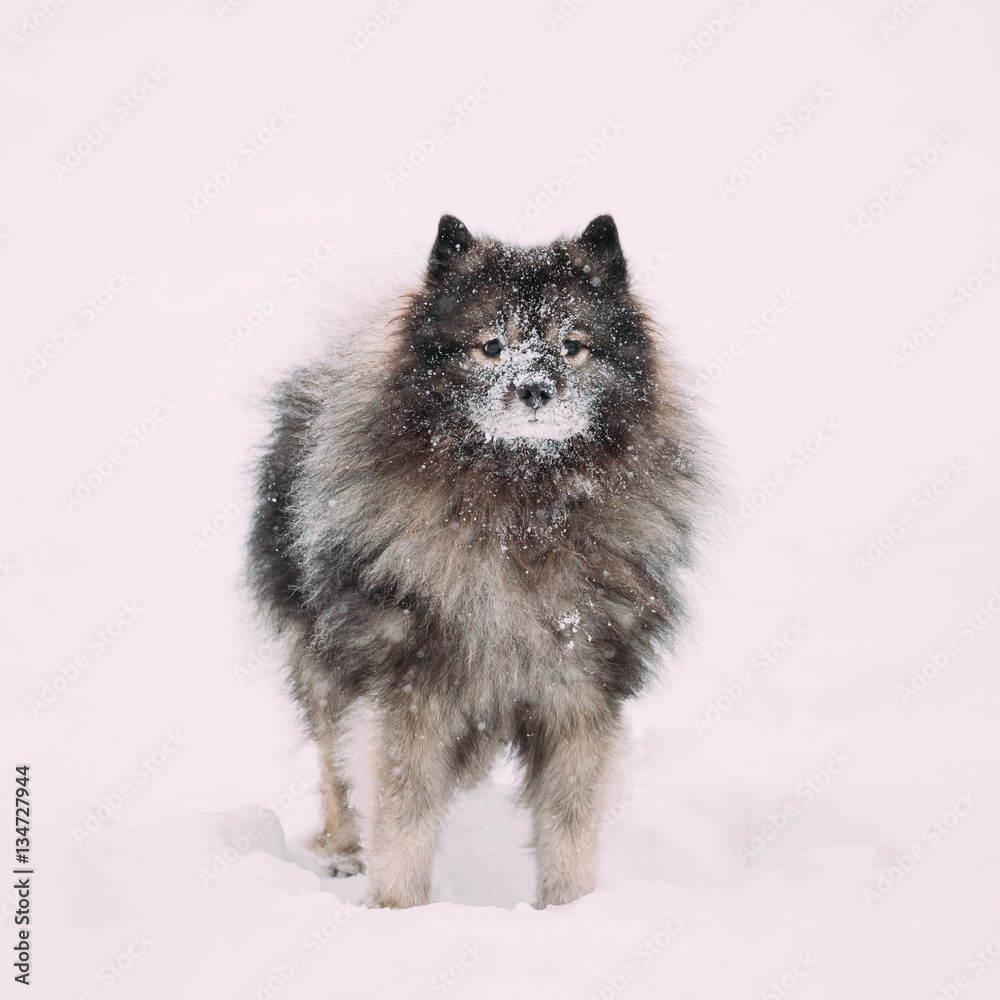 Keeshond Dog Play Outdoor In Snow. Winter Season. Dog Training Outdoors Keeshond Dog Play Outdoor In Snow. Winter Season. Dog Training Outdoors