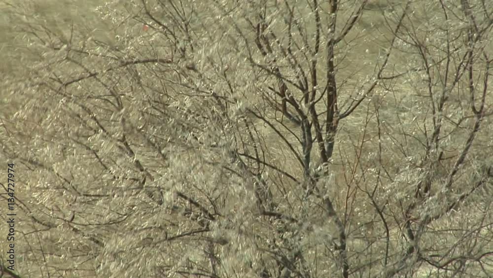 Prairie Winds Blow Tree Branches on Sunny Winter Day Prairie Winds Blow Tree Branches on Sunny Winter Day