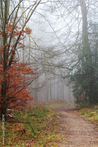 English woodland on a foggy misty morning