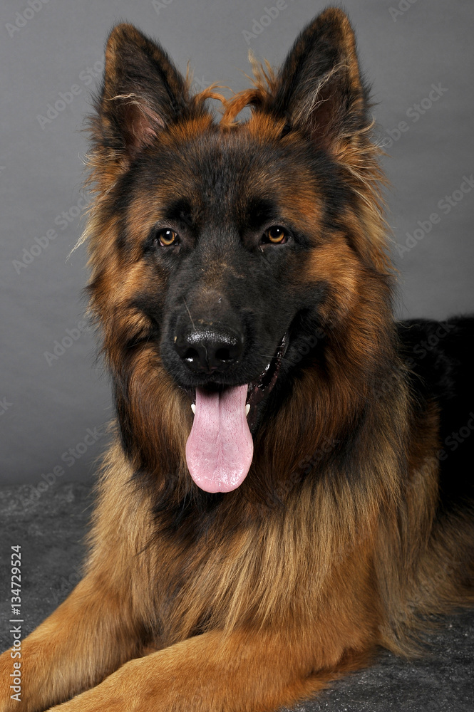 berger allemand berger allemand