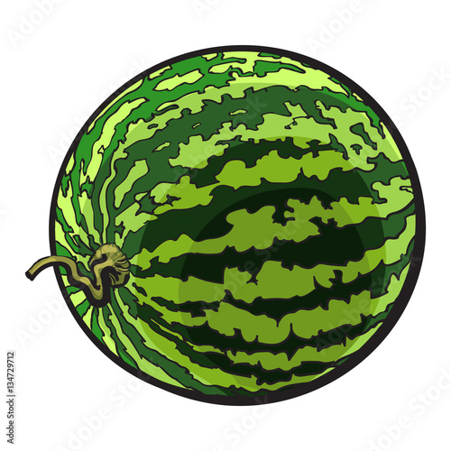 Perfect whole striped watermelon with curled up tail, sketch style vector illustration isolated on white background. Realistic hand drawing of whole ripe watermelon