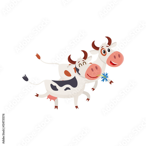 Two spotted cows walking together romantically, cartoon vector illustration isolated on white background. Funny cow holding daisy in mouth and walking together with a bull, dairy farm concept