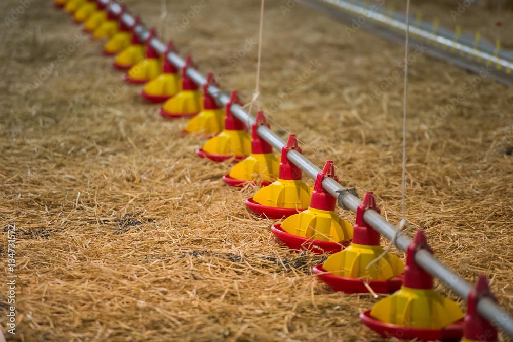 custom made wallpaper toronto digitalChicken farm