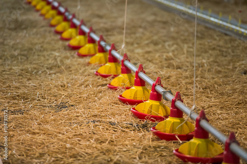 Wallpaper Mural Chicken farm Torontodigital.ca