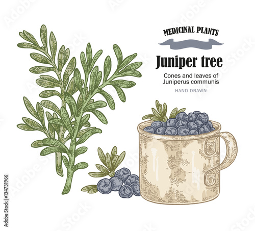 Juniper tree and rosemary vector illustration. Cones ans leaves