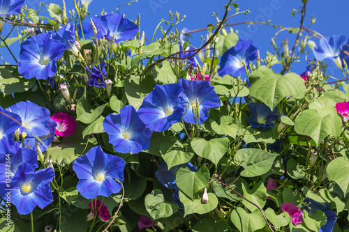 blue morning glory flowers climbing on the wall with blue sky 