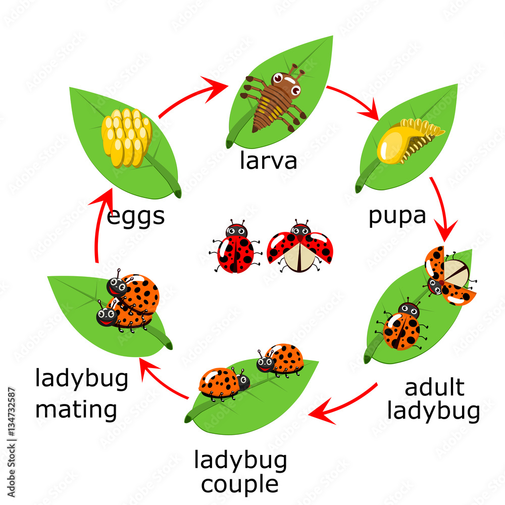 Naklejka premium Vector of ladybug life Cycle for kids