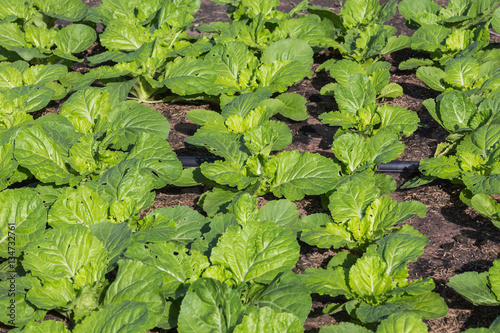 young chinese cabbage in the vegetable  plantation 