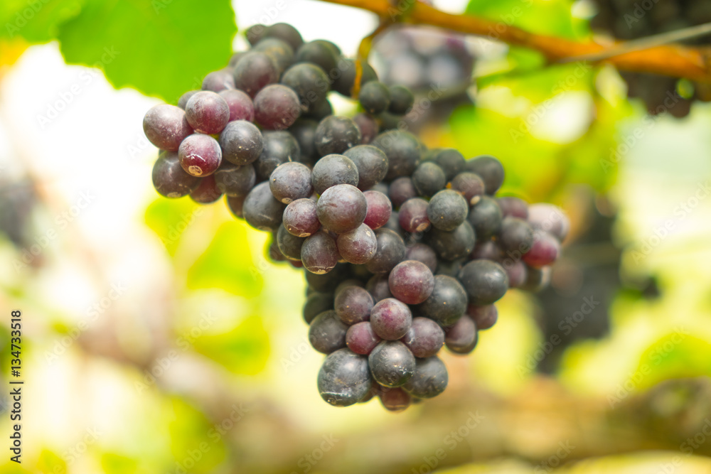 Large bunches of red wine grapes on the vine Large bunches of red wine grapes on the vine