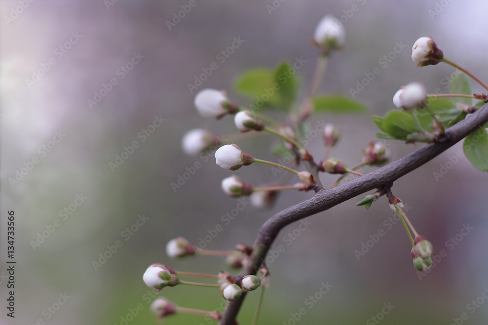 spring time blossoming white flowers and buds spring time blossoming white flowers and buds