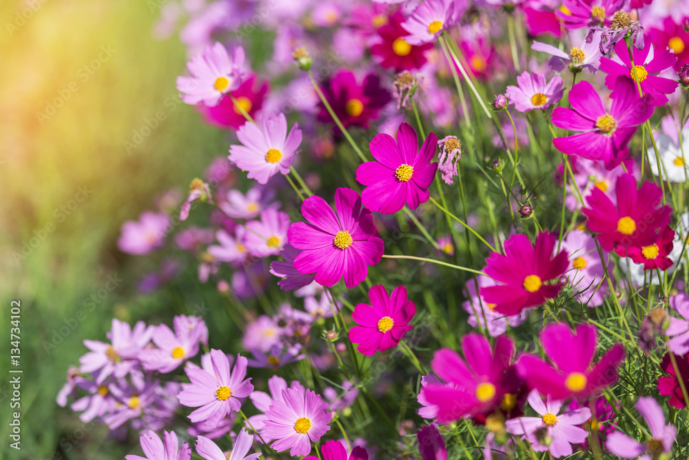 pink cosmos flowers blooming in the meadow pink cosmos flowers blooming in the meadow