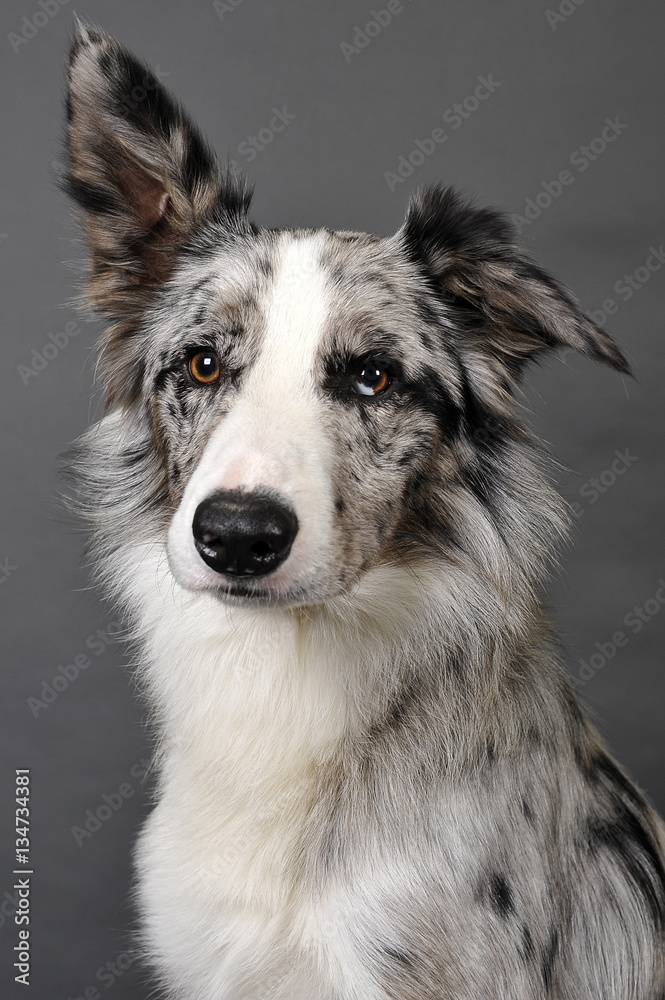 border collie 