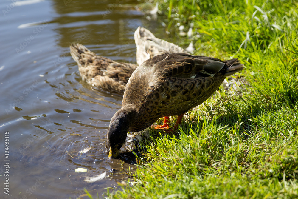 Fototapeta premium Ducks on pond