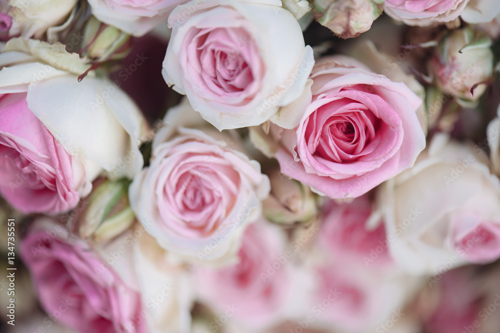 Fototapeta Bright pink roses background