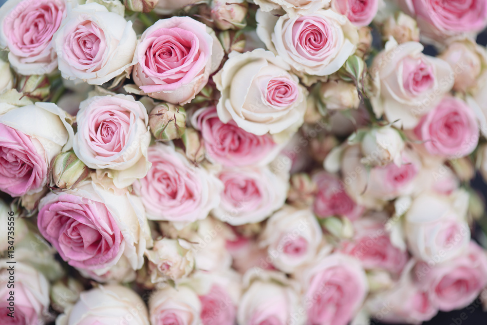 Bright pink roses background