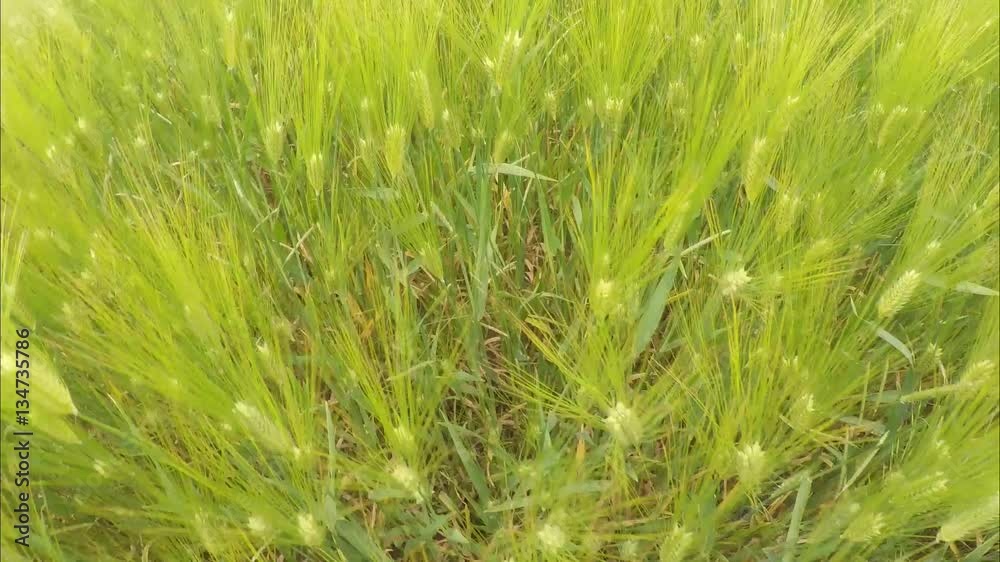 green ears of wheat close-up green ears of wheat close-up