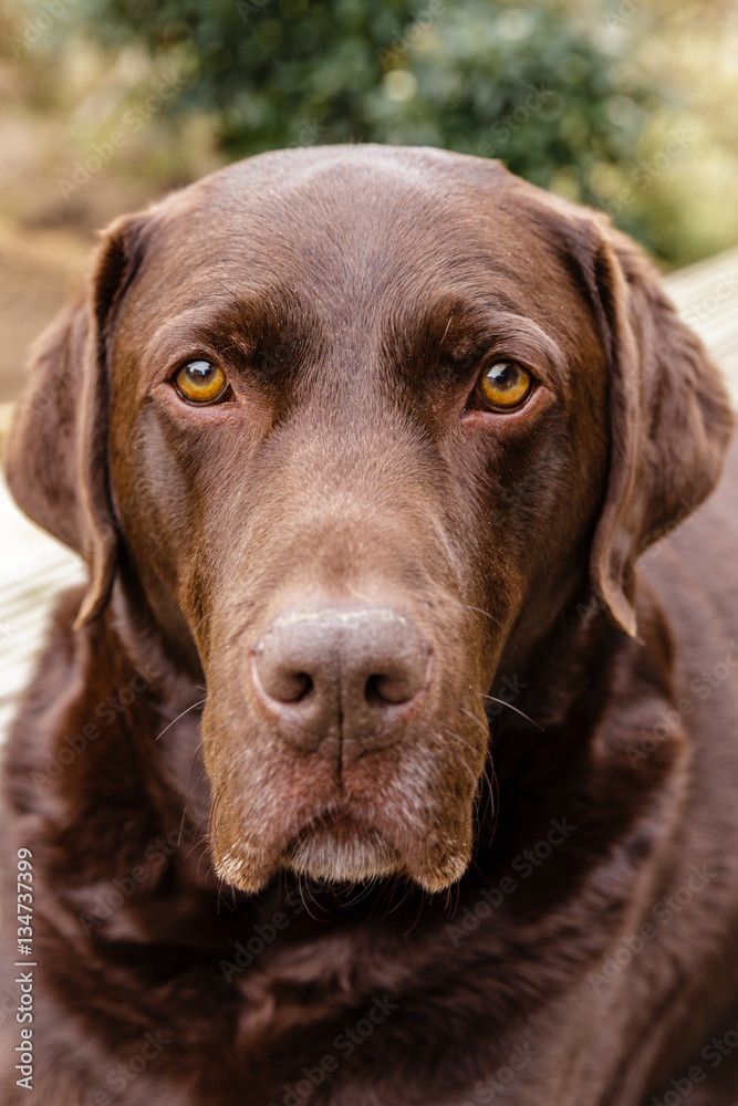 Portrait of a chocolate labrador