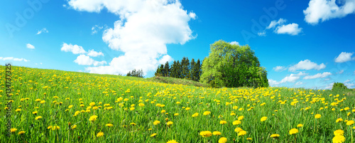 Green field with yellow dandelions and blue sky. Panoramic view to grass and flowers on the hill on sunny spring day © candy1812