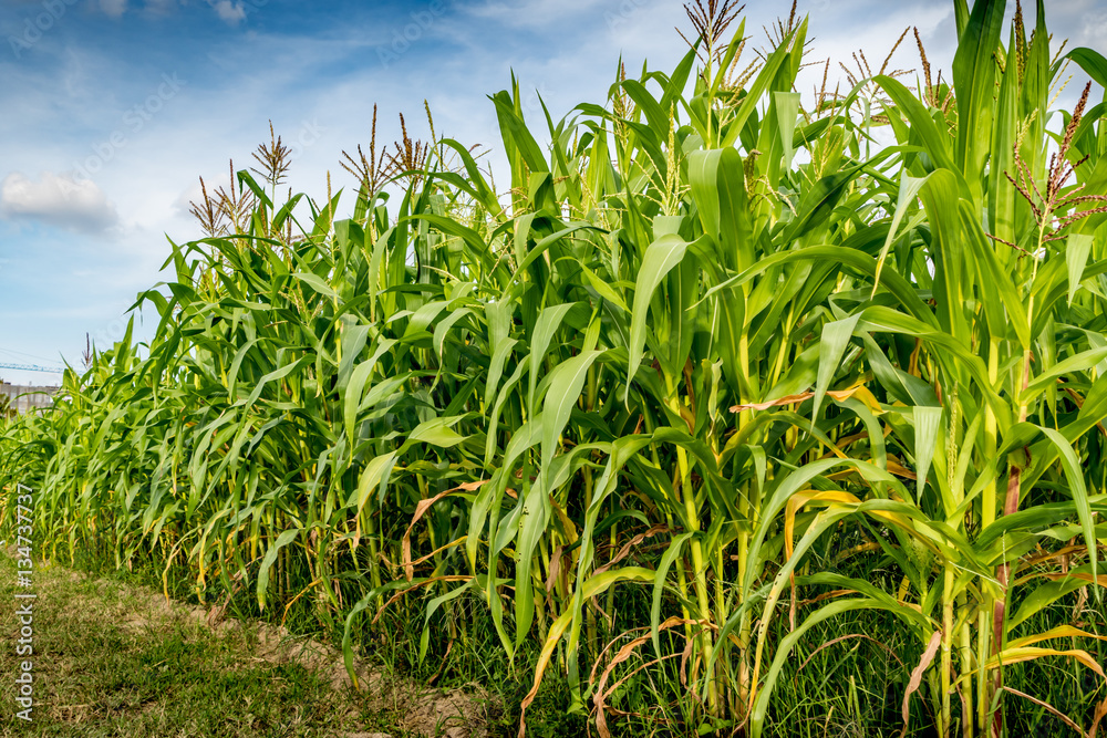 Corn field with sky background Corn field with sky background