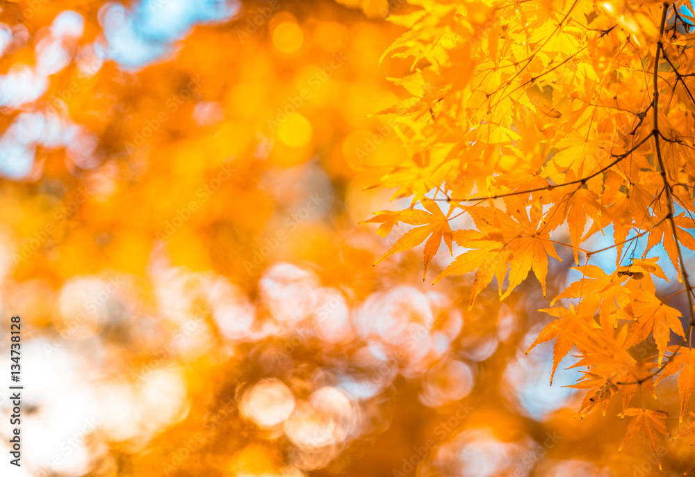 autumn leaves, very shallow focus autumn leaves, very shallow focus