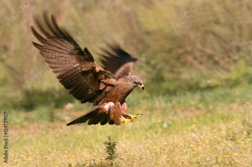 Black kite. Milvus migrans