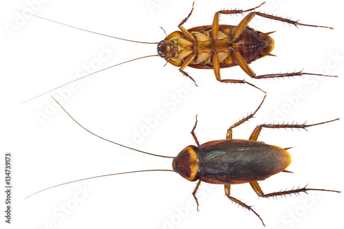Close up of dead cockroaches isolate on white background with clipping path