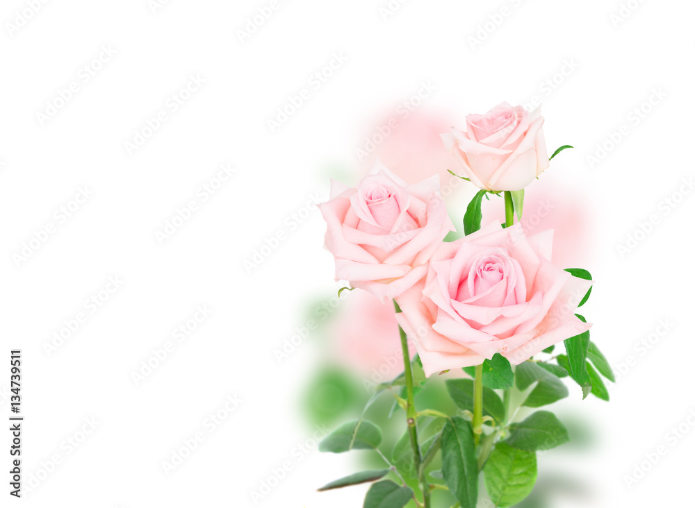 pink blooming fresh rose buds with green leaves over white background