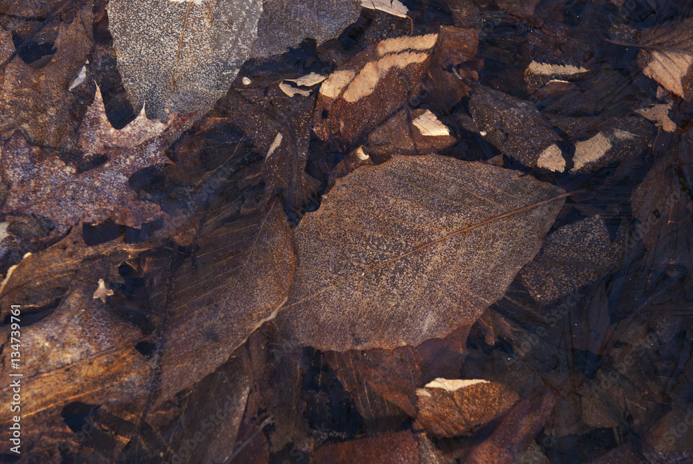 Obraz premium Leaves Under Ice