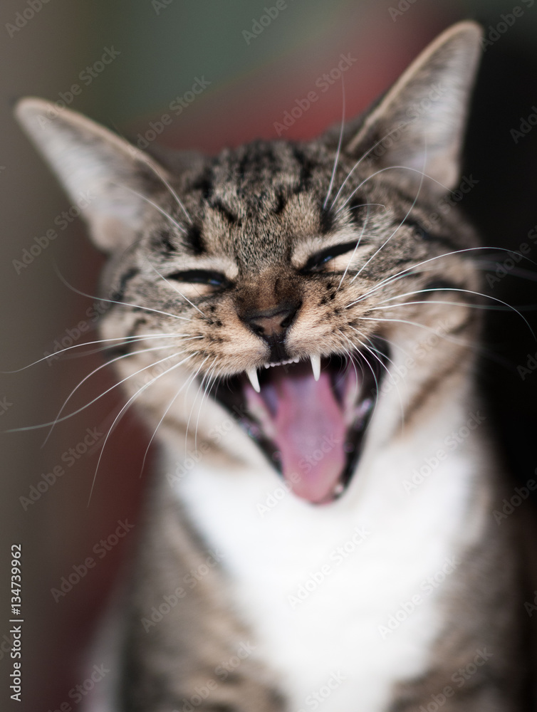 Naklejka premium Cat Yawning