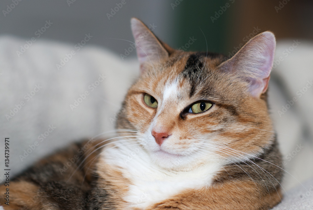 Calico Cat Calico Cat