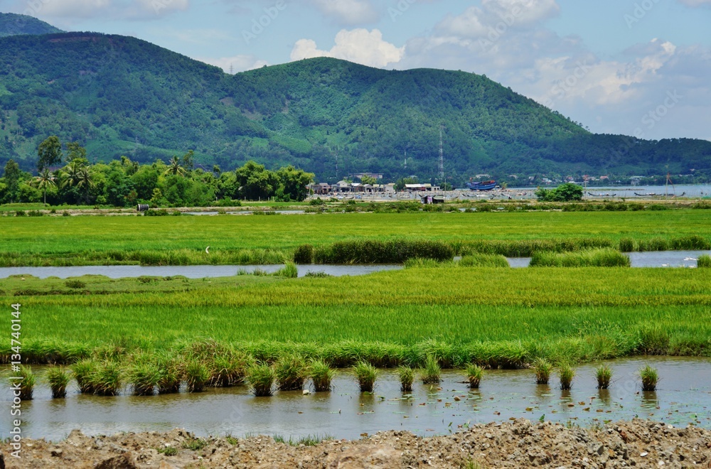 Landscape of green rice fields by the water in Central Vietnam in the Danang area